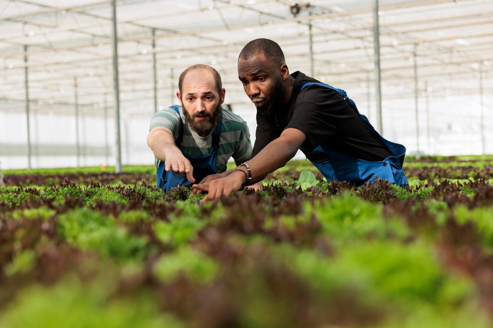 Nursery worker and owner checking young seedlings, the patience how long SEO takes to work requires